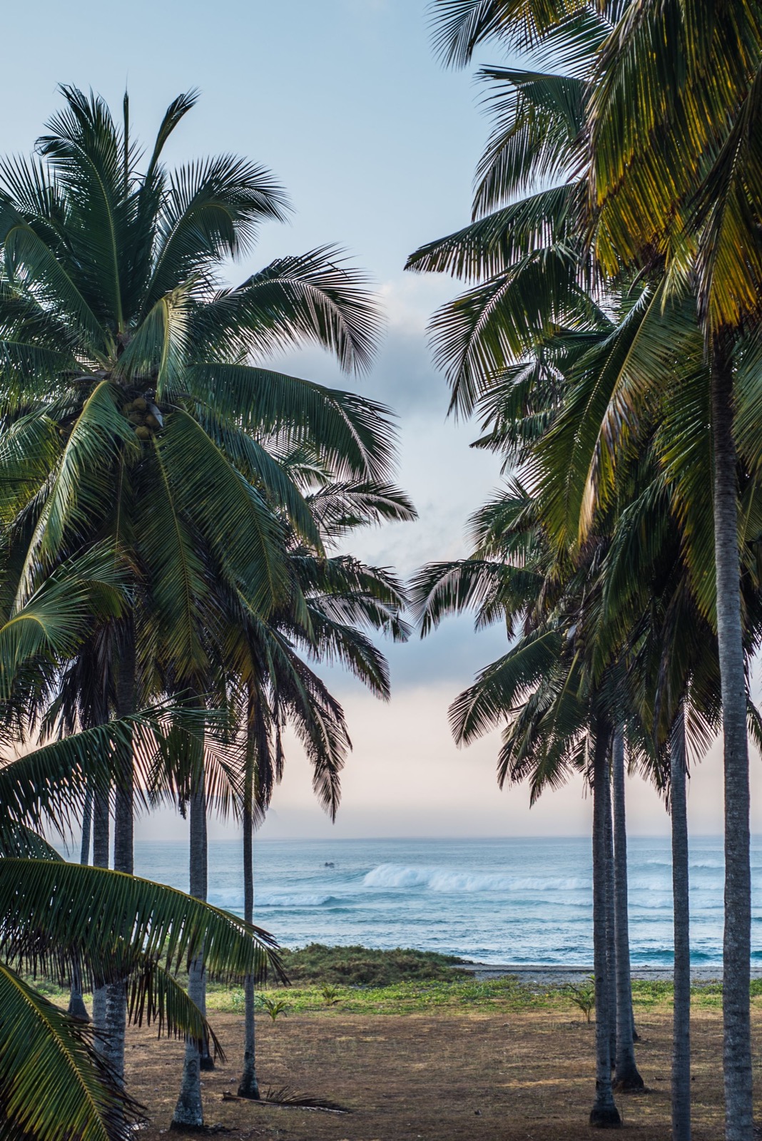 Coconut palms framing the surf on the Lamboya coast in front of Alamayah, Sumba