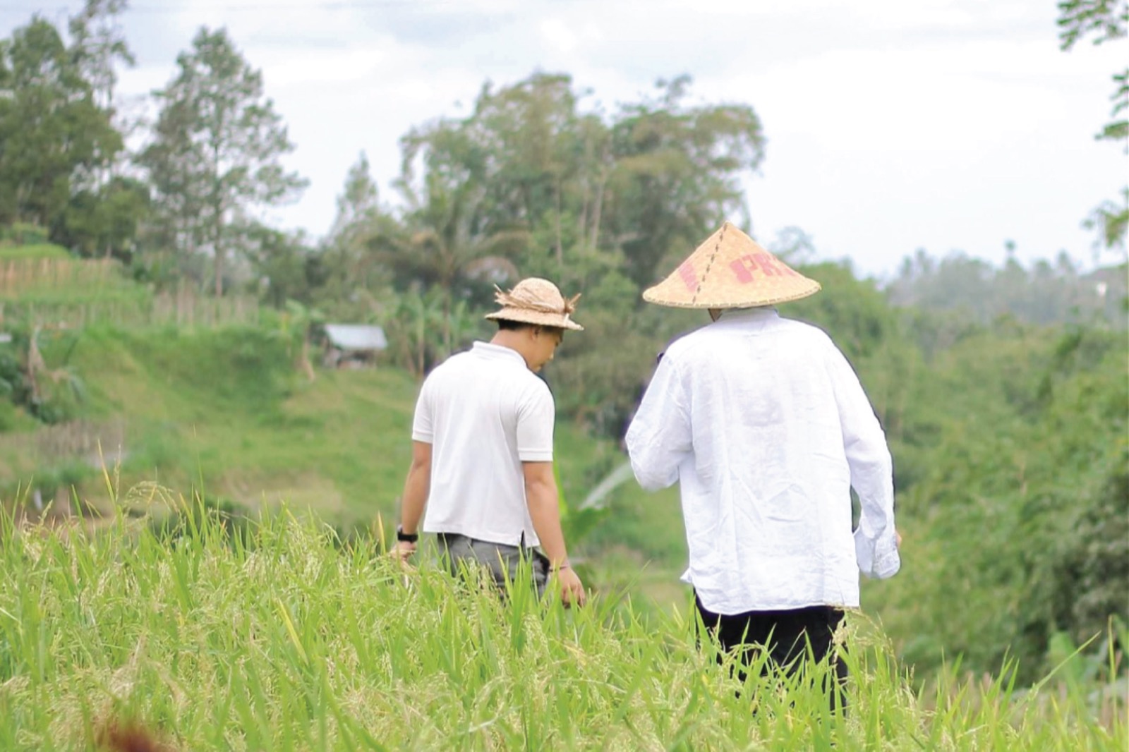 Two men in straw hats walking through the ripening rice beside HOMM Saranam Baturiti, Tabanan, Bali