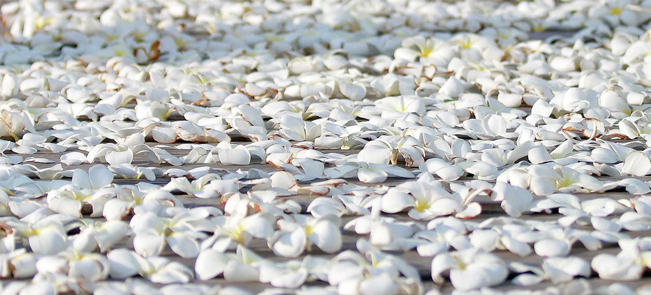 White frangipani flowers scattered across the timber jetty for a wedding aisle at The Lombok Lodge, Lombok