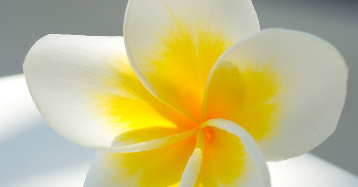 Single white frangipani flower used in the wedding styling at The Lombok Lodge, Medana Bay