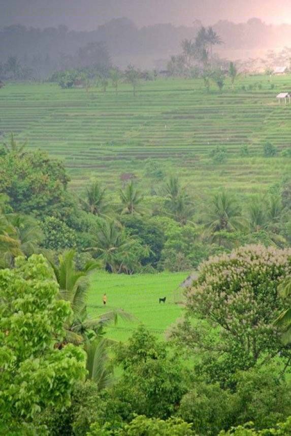 View from Villa Kirana over rice terraces and jungle in the Sayan Ridge valley near Ubud