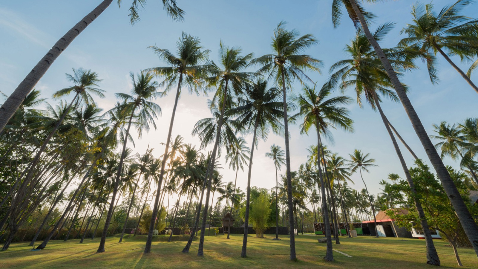 Coconut palms rising from the lawn in evening light in the grounds of Villa Sapi, Tanjung, Lombok